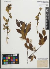 Foto von Salix pentandra L.